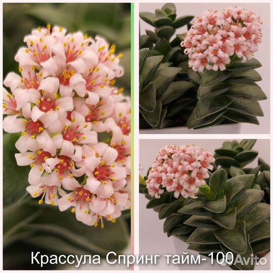 Суккуленты черенки и детки