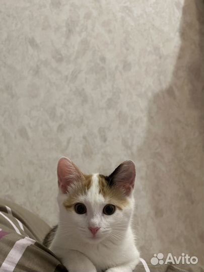 Котенок трехцветка. 5 месяцев