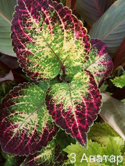 Набор колеусов 1