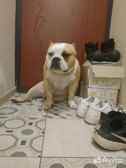 Вязка Ам булли