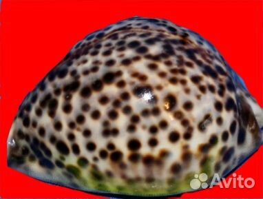 Раковины океанских моллюсков