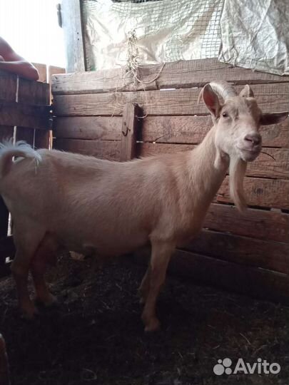 Зааненские козы дойные