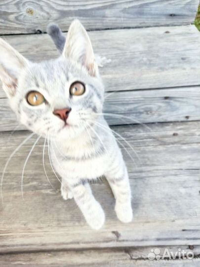 Котята в добрые руки бесплатно