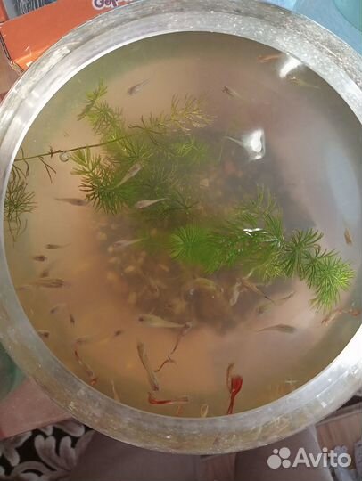 Рыбки гуппи