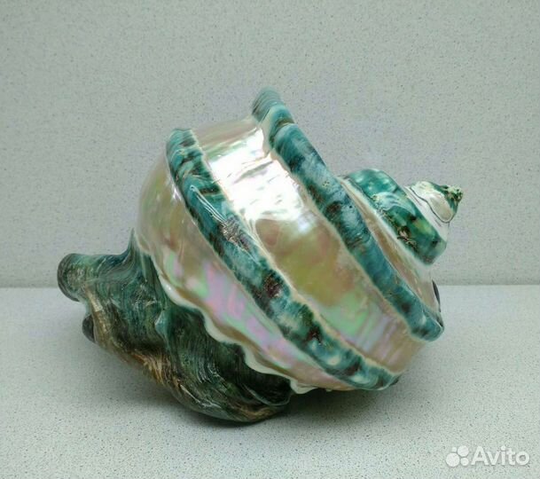 Турбо Марморатус 19,1*18,5 - морская ракушка раков