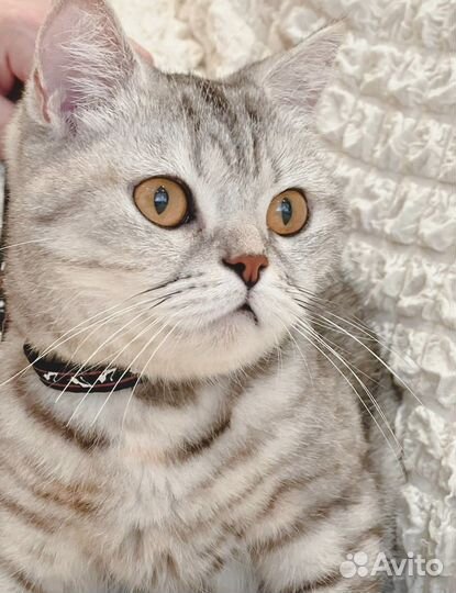 Молодая кошечка ищет дом