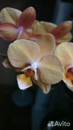 Phal. Lin s Pink Leopard x Tying Shin Golden Rose