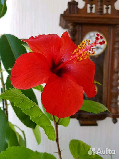 Цветок Гибискус белый классический и махровый