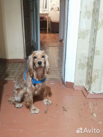 Собаки кокер спаниель