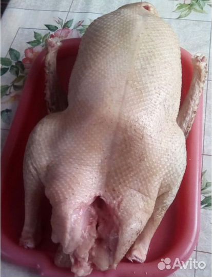 Гусь домашнее мясо