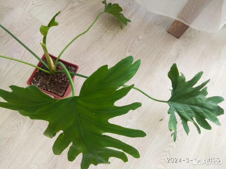 Филодендрон Селло