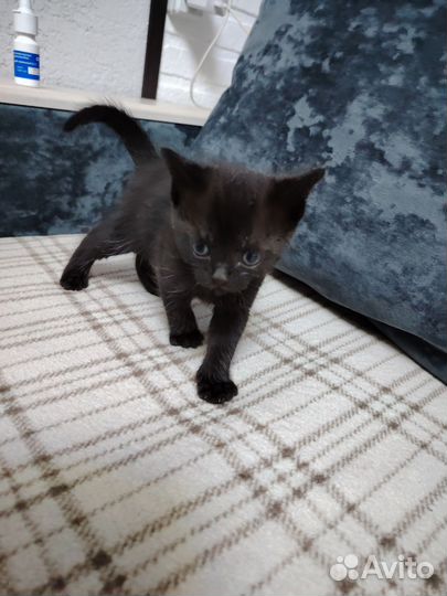 Британские котята