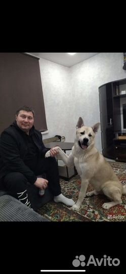 Акита