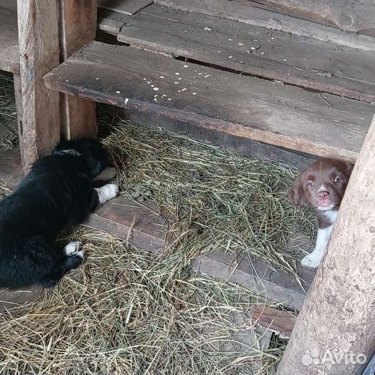 Собака в добрые руки отдам бесплатно