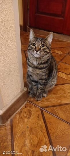 Кот