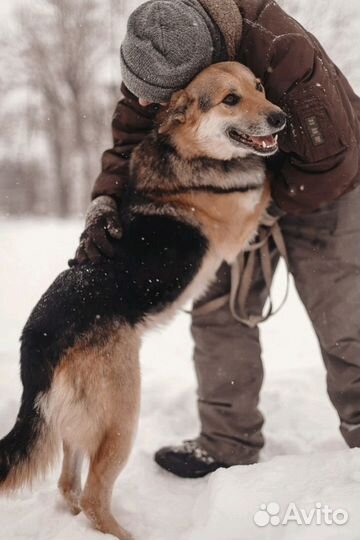 Собака в добрые руки
