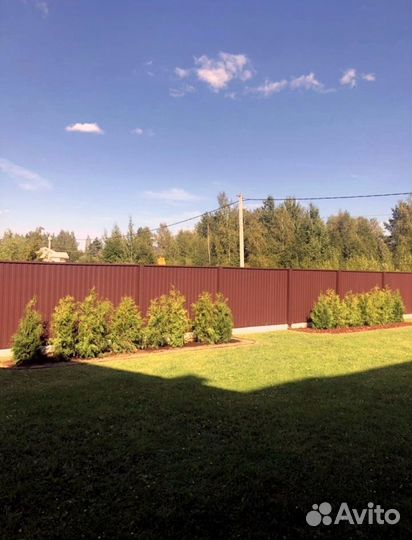 Туя смарагд