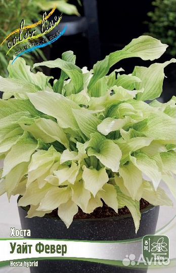 Продаем Хосту Уайт Февер