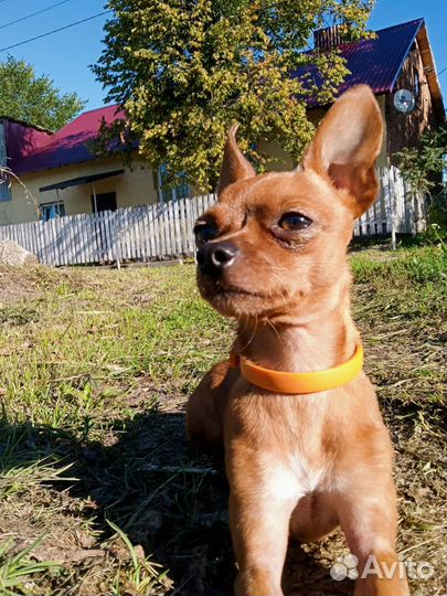 Мини Той-терьер вязка