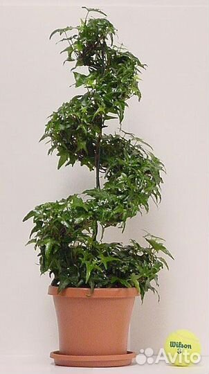 Саженцы плющ мимоза лавр юкка пампас