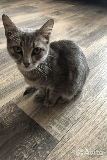 Европейская