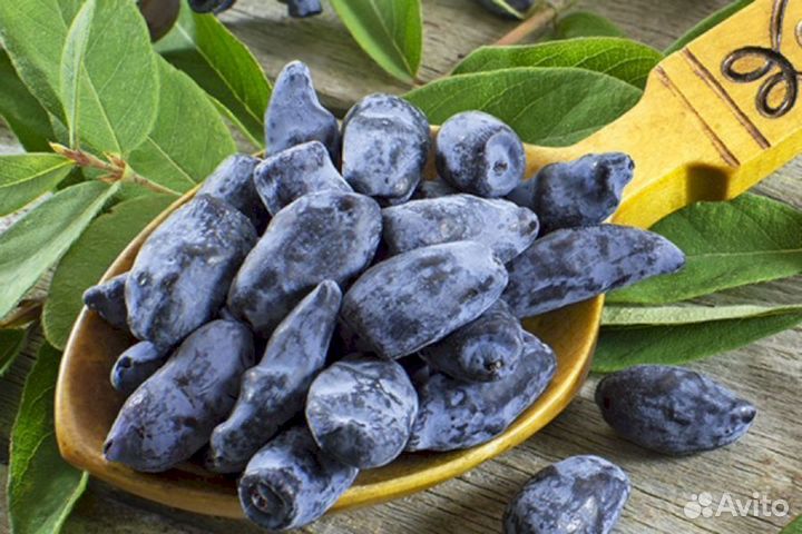 Саженцы жимолости Ленита