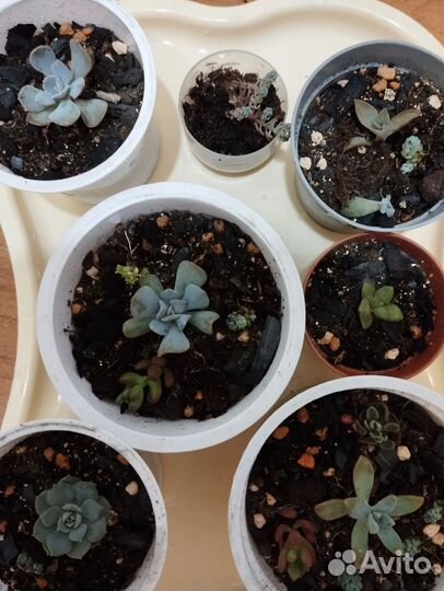 Кактусы и суккуленты