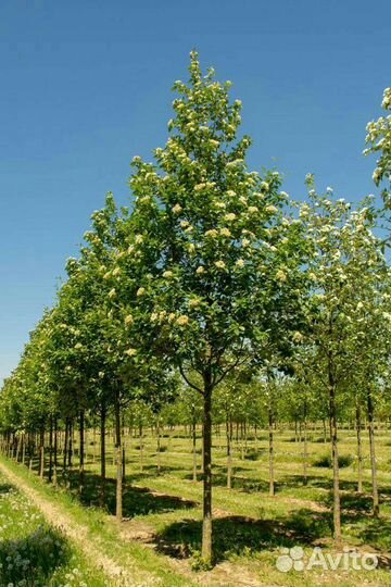 Sorbus Intermedia - Шведская рябина, 4 летний