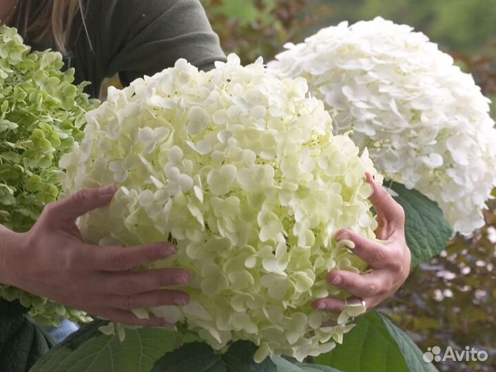 Гортензия Анабель зимостойкая