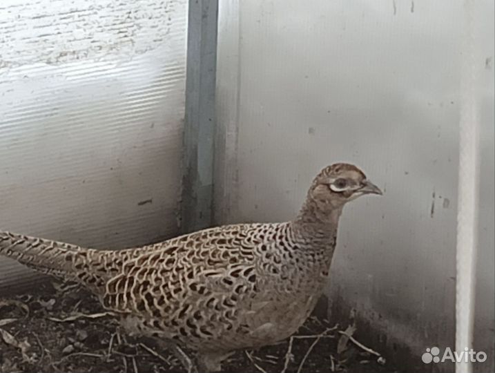 Фазан охотничий, румынский