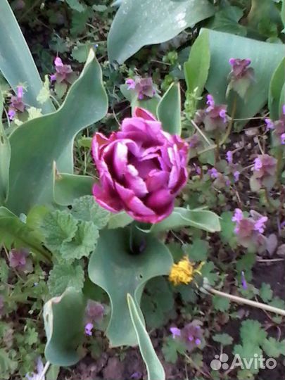 Тюльпаны луковицы микс