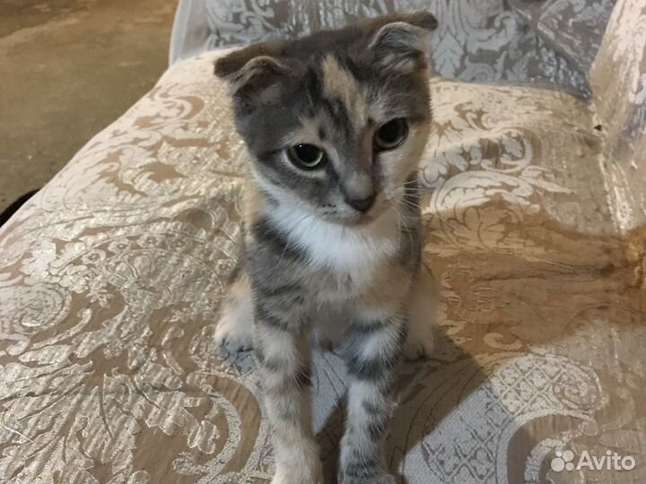 Котенок 5 месяцев девочка в дар бесплатно