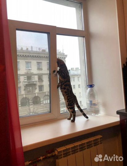 Бенгальский кот вязка