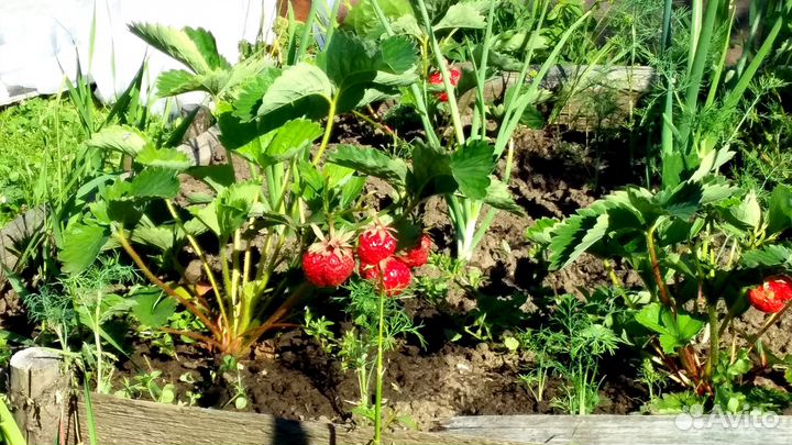 Клубника Фестивальная, усы