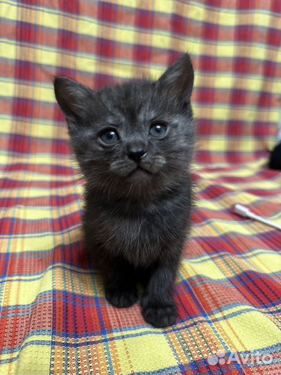 Котята шотландцы