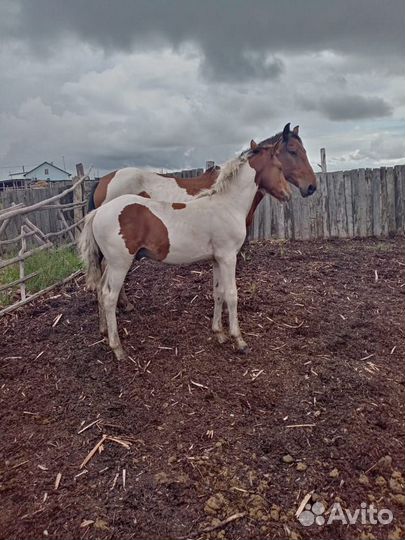 Кобыла с жеребенком
