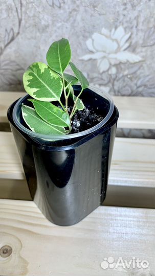Фикус бенджамина кинки