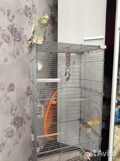 Попугай корелла с клеткой