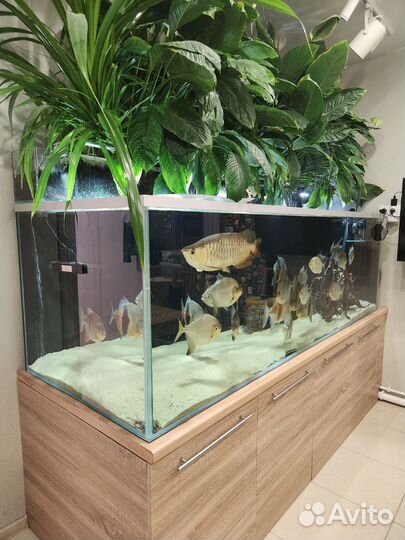 Аквариум