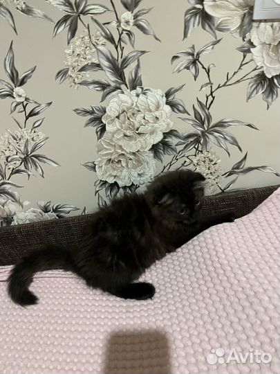 Кошки в добрые руки породистые