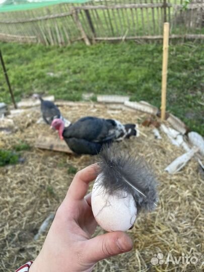 Инкубационное индюшиное яйцо