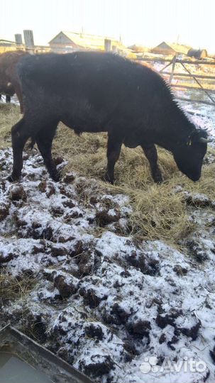 Крс малодняк. Овцы