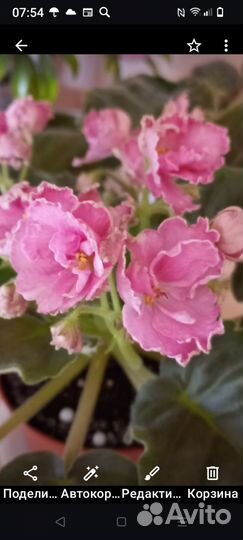 Фиалка стартер