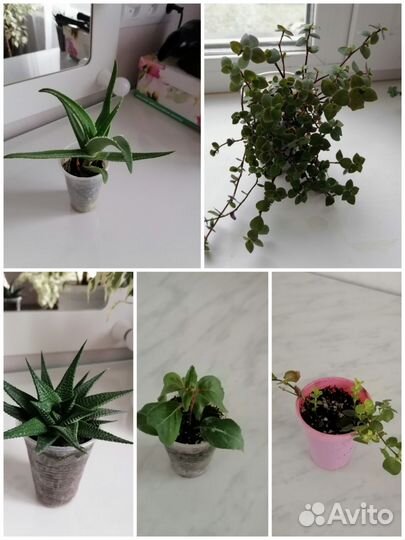 Фикус Бенджамина