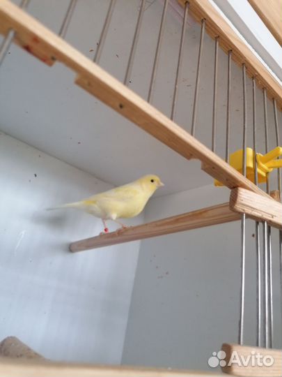 Кенара и канарейки