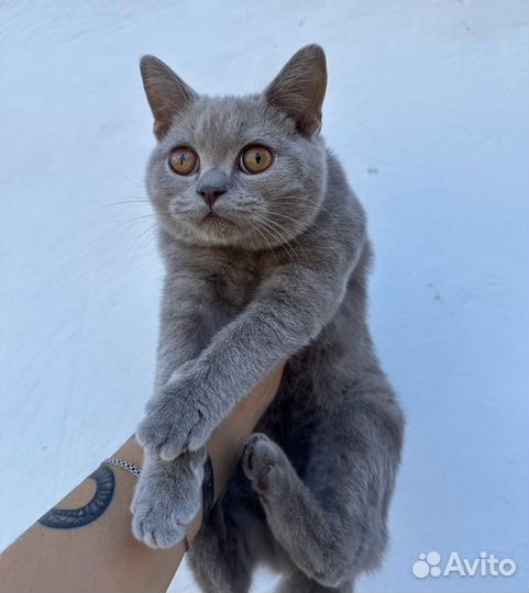 Шотланская кошечка