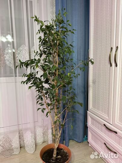 Фикус бенжамина большой