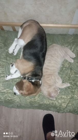 Бигль бесплатно