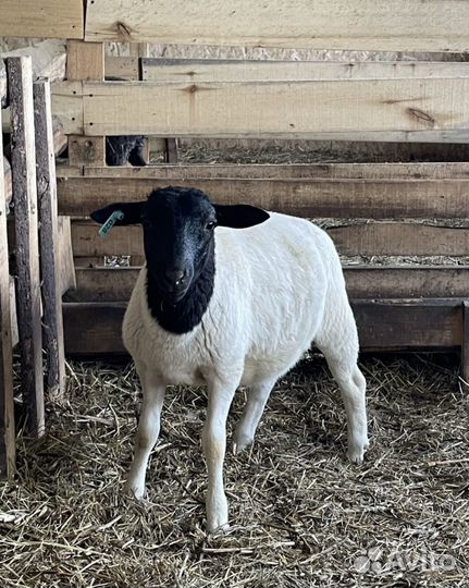 Баранчики Дорпер F4-F5 на племя