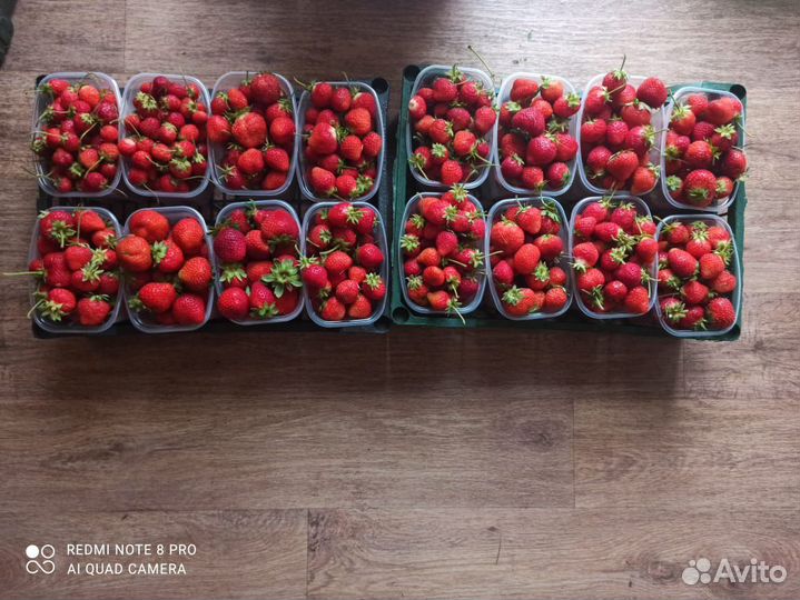 Клубника ягоды 1литр и рассада